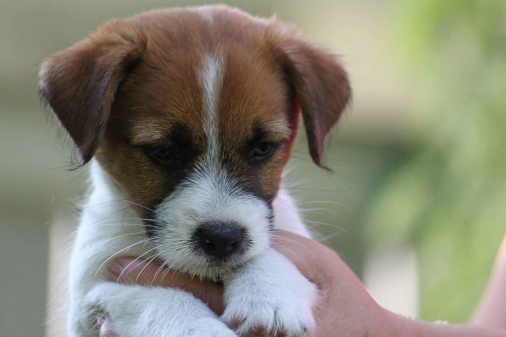 jackrussellinterrierin pentu