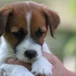 jackrussellinterrierin pentu